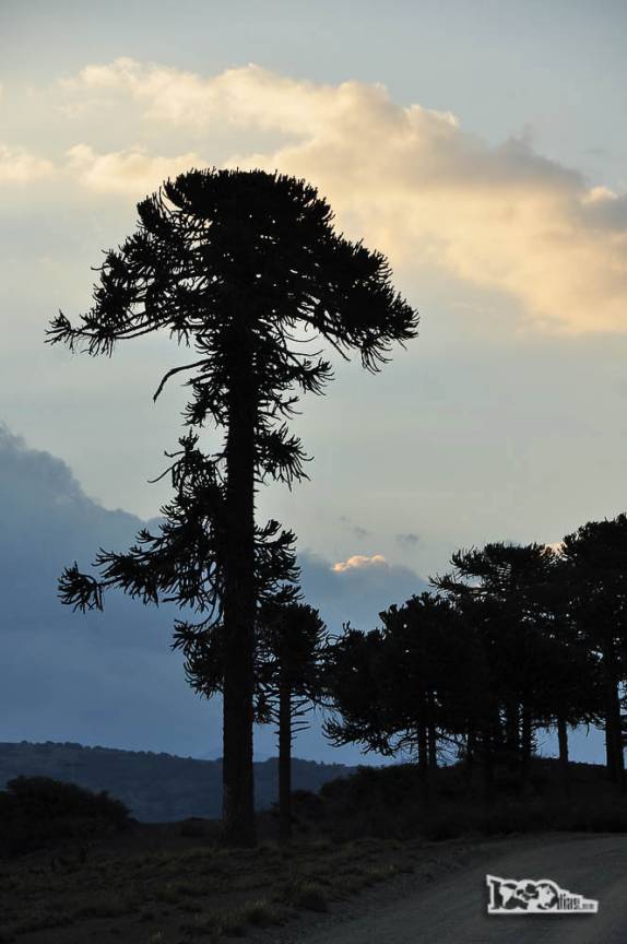 Atravessando a região da Araucania, famosa por seus pinheiros de araucária e também pelos valentes índios mapuche (região de Victoria, no Chile)